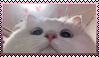 Cute kitty